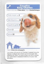 Carte Top Trumps - Chiens - Cavalier King Charles