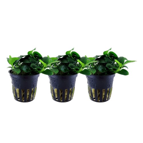 Plante aquarium anubias - d’aquarium,