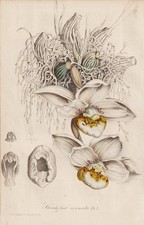 Orchidée Stanhopea Ecornuta Amérique Botanique Houtte Lithographie