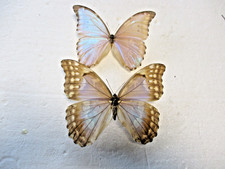 Entomologie Morphinae Morpho godarti godarti Couple Bolivie