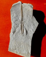 AMMONITE CRÉTACÉE DE LA