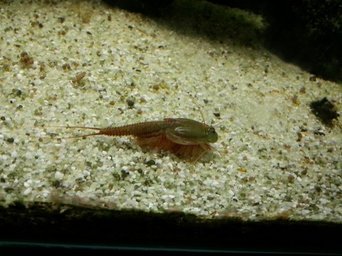 Crabes préhistoriques triops - crabes,