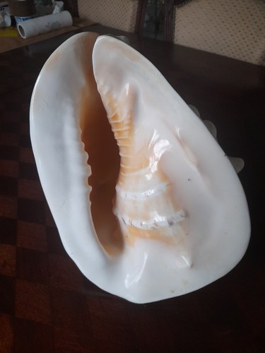 Coquillage cassis cornuta - coquillage,