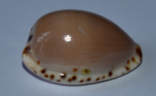 Coquillages cypraeidae - coquillages,