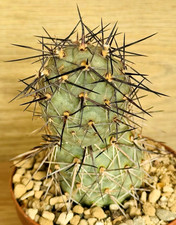 Tephrocactus alexanderi, pot