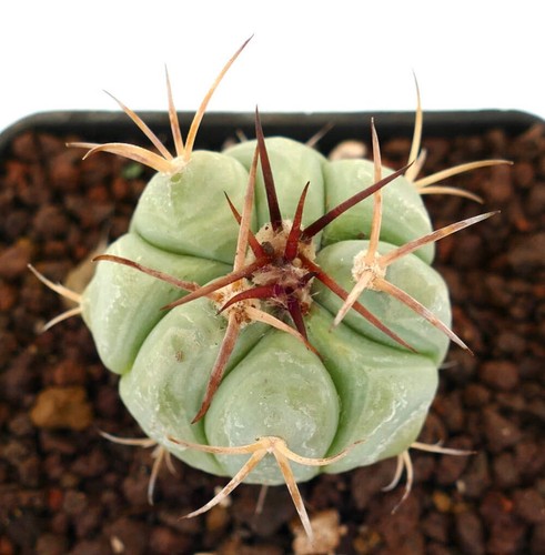 Echinocactus horizonthalonius