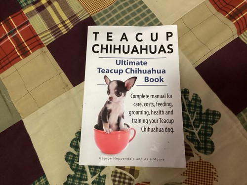 Teacup chihuahuas - teacup,