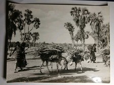 Photo De Presse Djibouti Éthiopie Femmes Et Âne Porteur De Bois AFRIQUE 