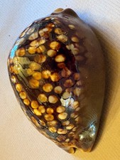 Coquillage de collection 