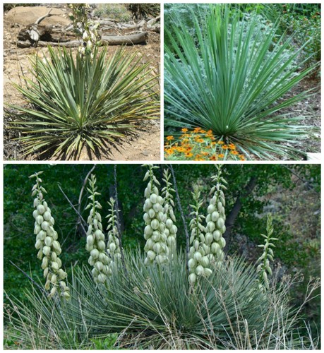 Graines yucca glauca - graines, glauca=yucca