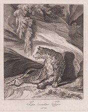 Tigre Raubkatze Big Cat Gravure En Cuivre Augsburg J. E. Ridinger 1738