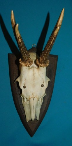 Ancien trophee chasse - ancien,