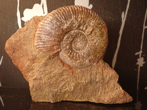Grande ammonite hammatoceras - grande,