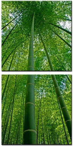 Bamboo ready hang digital - to,
