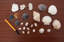 Lot de coquillages et morceaux de coraux