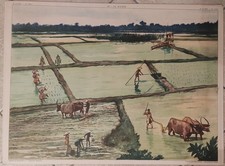 Vintage Affiche pédagogique carte scolaire marais salant rizière ROSSIGNOL 38