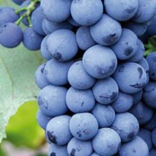 Plant de raisin Nero 2L - Le cépage de table le plus populaire