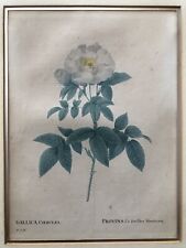 Pierre Joseph Redouté