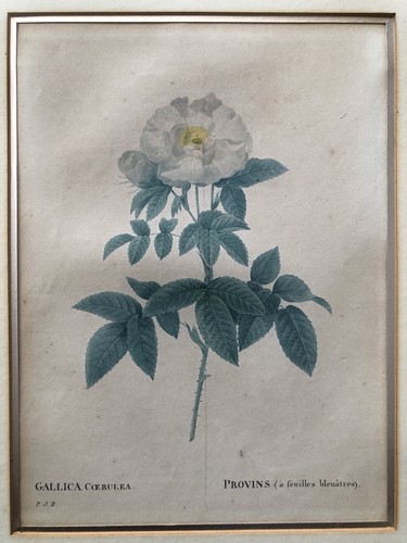Pierre joseph redouté - joseph,