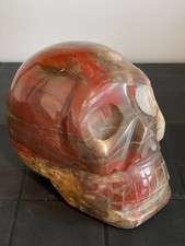 Crâne en bois fossilisé –
