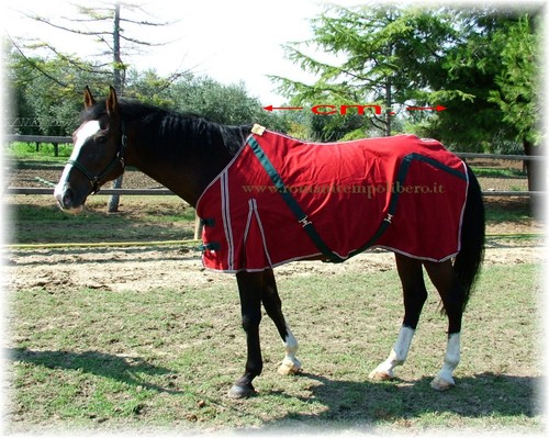 Couverture cheval coton - couverture,