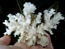 Corail naturel blanc 12x9cm