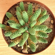 Euphorbia esculenta, pot 14 cm