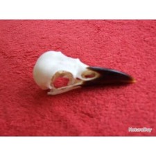 crane de corbeau (corneille