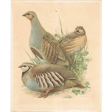 Perdrix Caille Rouge OISEAUX