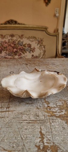 Beautifull tridacna gigas clam - gigas,