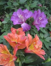 ♫ ALSTROEMERE 'Violette' - Alstroemeria ♫ Graines ♫ Plante Vivace et Ornementale