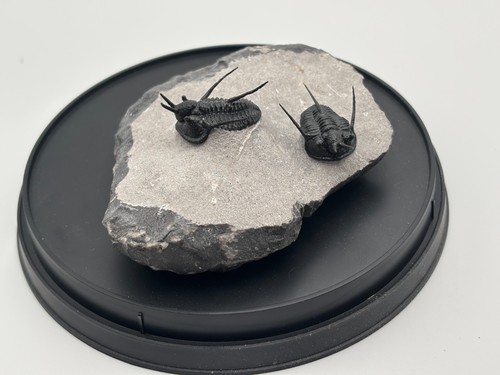 Trilobite fossil cyphaspis - fossil,
