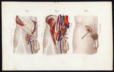 Cabinet de curiosité planche