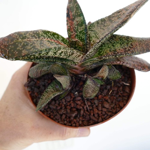 Gasteria batesiana cluster - gasteria,