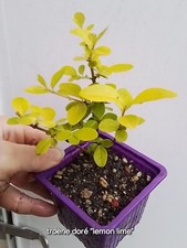Ligustrum ovalifolium ”Lemon