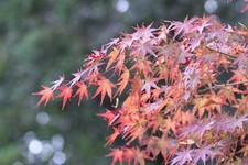 Objectif téléobjectif zoom Canon EF 75-300mm f/4-5.6 IS USM #884 [Testé !N...