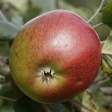 Lot De 10 Graines De Pommier