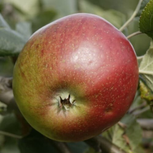 Lot graines de pommier - 10,