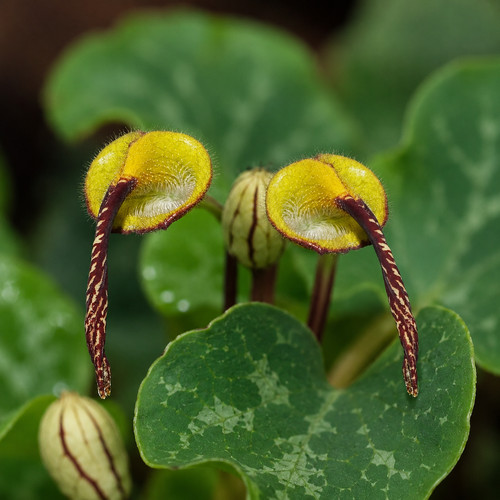 Aristolochia anguicida seeds - anguicida,