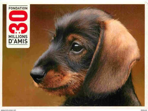 Carte postale animaux - carte,