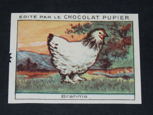 Chromo chocolat pupier 1930 - pupier,