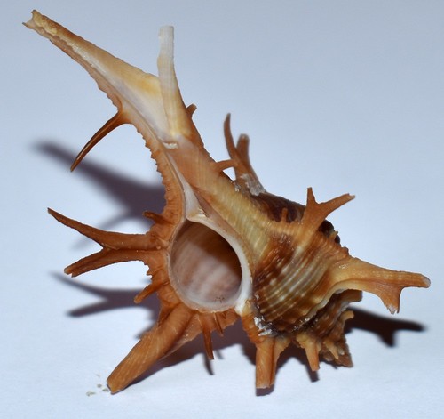 Coquillage chicoreus - -,
