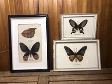 Lot De 3 Cadres Papillons Sous Verre + Cadre Bois Curiosité Vintage #A532