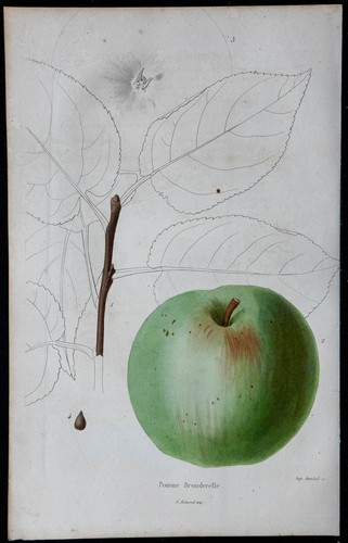 1842 pomme bronderelle - bronderelle,