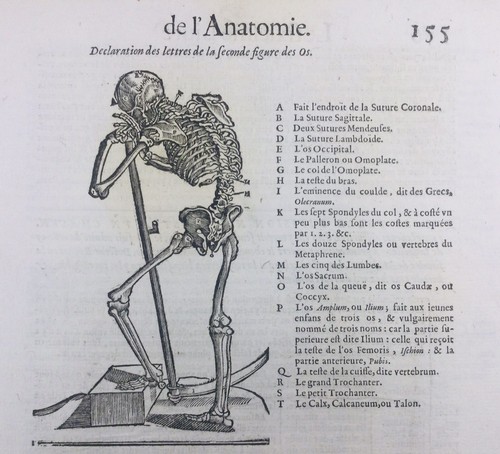 Anatomie 1614 squelette - anatomie,