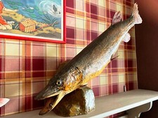 Taxidermie poisson pêche