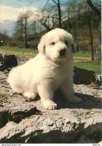 Carte postale animaux - postale,