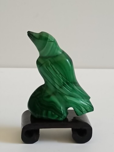 Oiseau malachite - en,