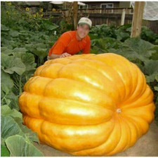 RECORD DU MONDE GUINNESS