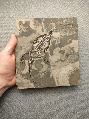 Reptile marin grand squelette - marin-,